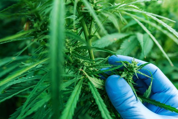 Tout ce qu’il faut savoir sur le THCP