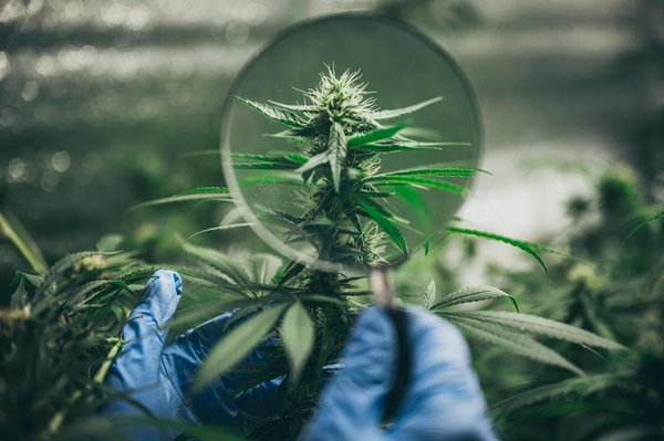 Quels sont les bienfaits et les inconvénients du CBD ?